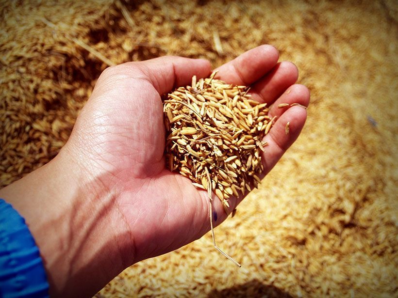 Celiaquía, alergia al trigo y sensibilidad al gluten: ¿en qué se diferencian?