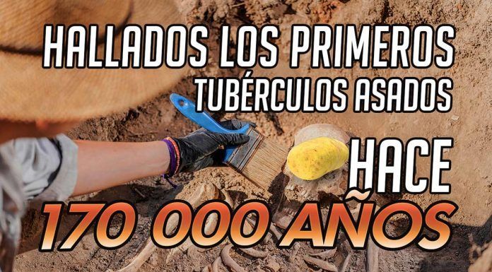 Hallados los primeros tubérculos asados hace 170 000 años | SefiFood