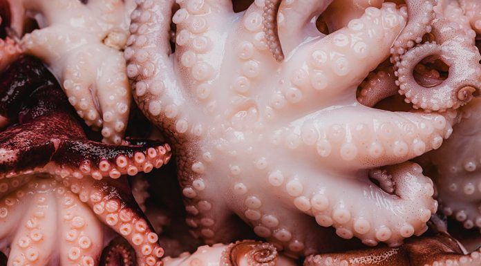 ¿Por qué el pulpo se vuelve de color rojo después de cocinarlo?