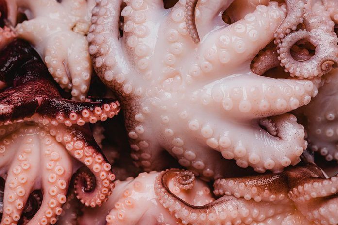 pulpo-cambio-color