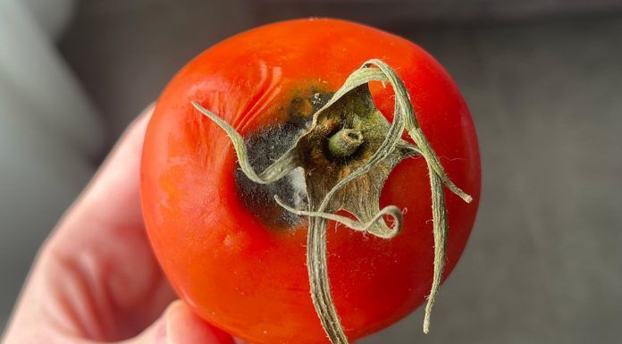 Moho en alimentos: por qué no vale con quitar lo “feo” – Artículo en Cocina RTVE