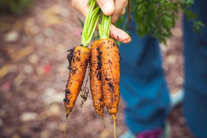 Mano sosteniendo zanahorias naranjas y raíces verdes