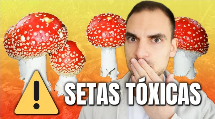 Cuidado con las Setas: Toxicidad, Dudas sobre el Lavado y Almacenamiento en Casa